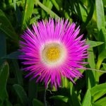 Samsung Galaxy S10 Plus Camera Test – Cape Town Guy (10)