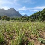 Samsung Galaxy S10 Plus Camera Test – Cape Town Guy (5)