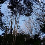 Nokia 2.3 Review – Camera Test – Cape Town Guy (5)