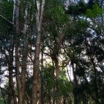 Nokia 2.3 Review – Camera Test – Cape Town Guy (6)
