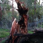 Nokia 2.3 Review – Camera Test – Cape Town Guy (7)