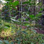 Nokia 2.3 Review – Camera Test – Cape Town Guy (8)