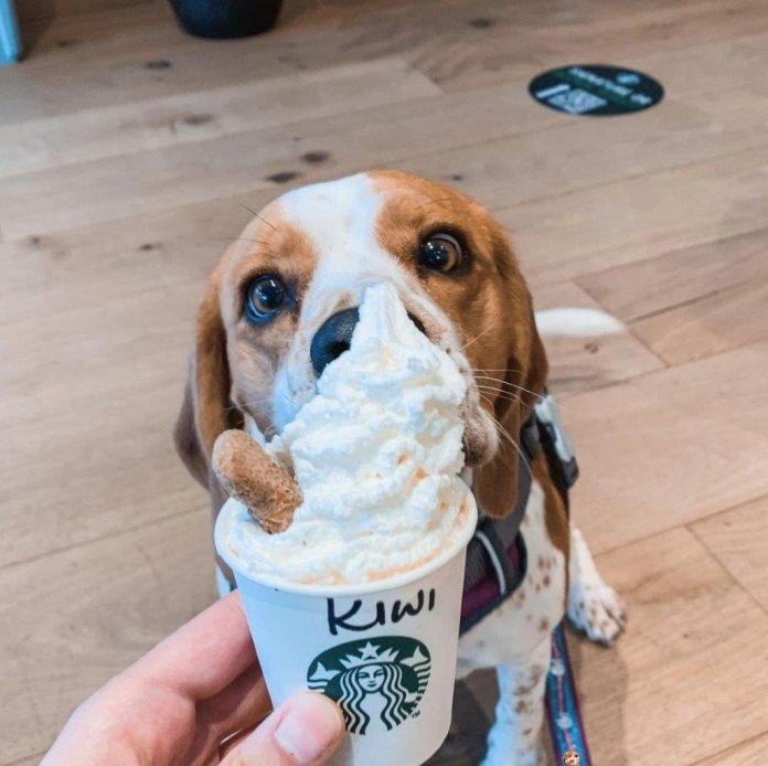 Starbucks spreads the love to pups – and you!