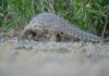 Pangolin.Africa