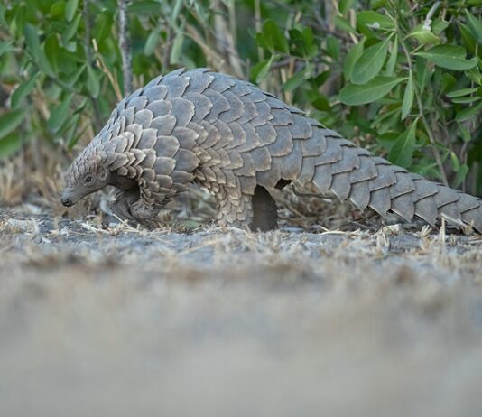 Pangolin.Africa