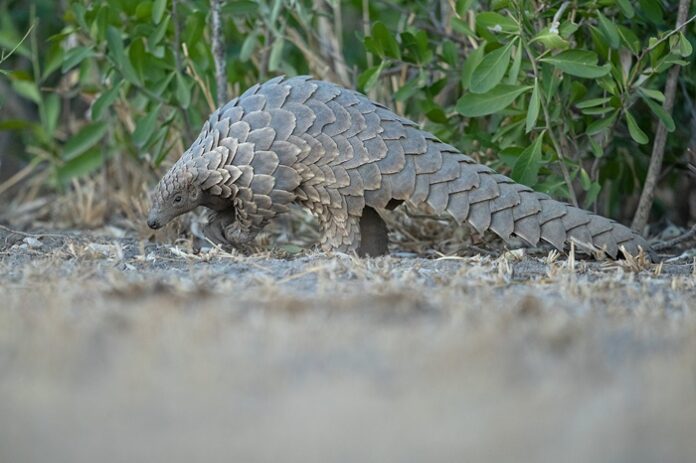 Pangolin.Africa