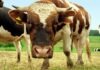 Tips on Choosing the Best Animal Feed Supplier for Your Livestock