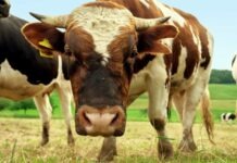 Tips on Choosing the Best Animal Feed Supplier for Your Livestock Tips on Choosing the Best Animal Feed Supplier for Your Livestock