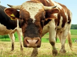 Tips on Choosing the Best Animal Feed Supplier for Your Livestock