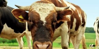Tips on Choosing the Best Animal Feed Supplier for Your Livestock