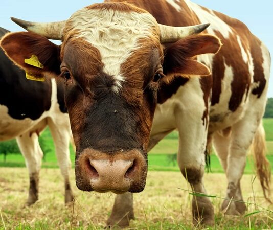 Tips on Choosing the Best Animal Feed Supplier for Your Livestock