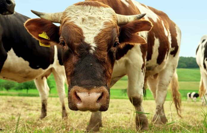 Tips on Choosing the Best Animal Feed Supplier for Your Livestock